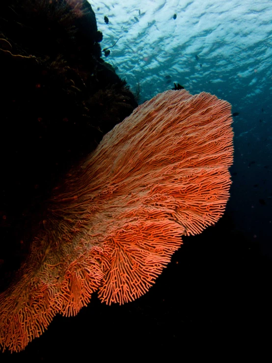 an image of corals that are in the water