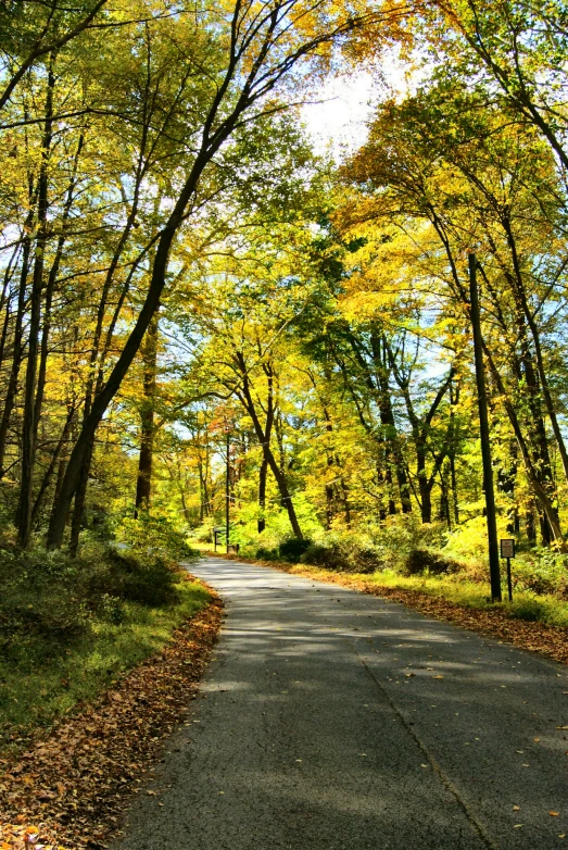 there is a road surrounded by many trees