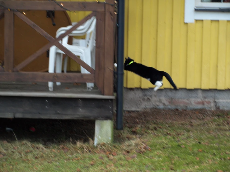 a black and white cat is jumping to the right