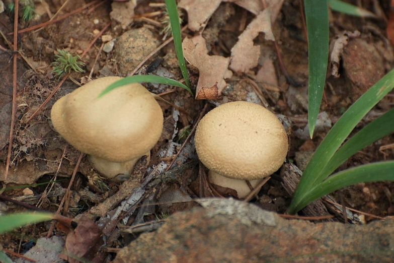 a couple of small mushrooms are on the ground