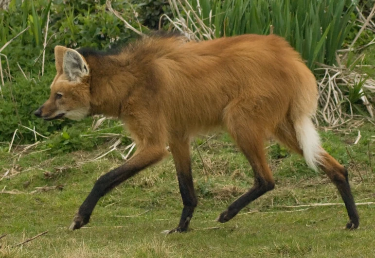 a very cute furry fox running in the grass