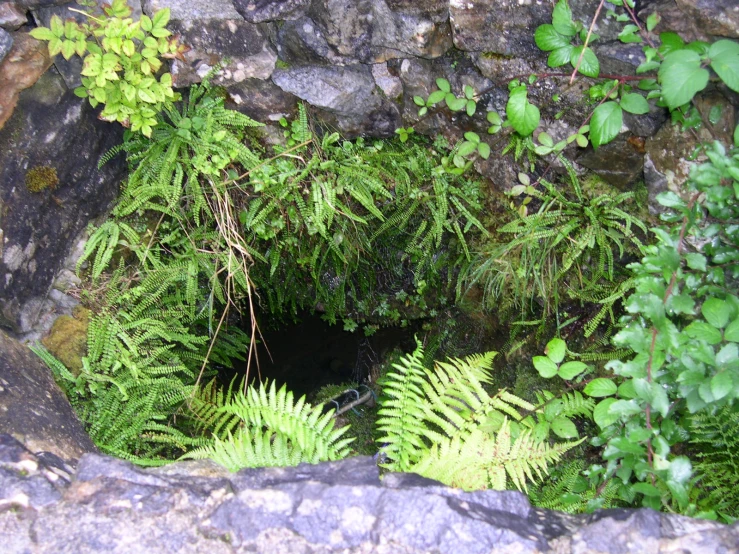 green ferns are in between a rock formation