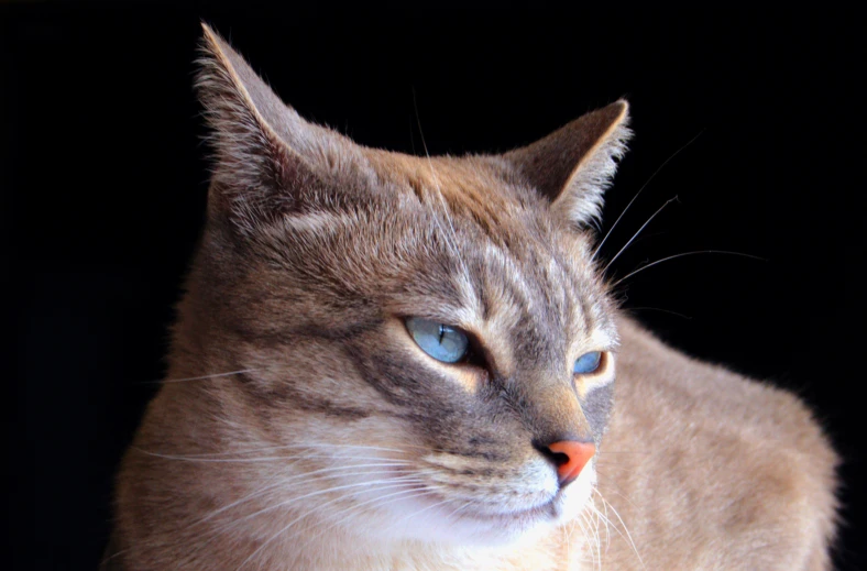 a close up of a cat with blue eyes