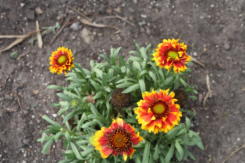 a group of different colored flowers growing in the dirt