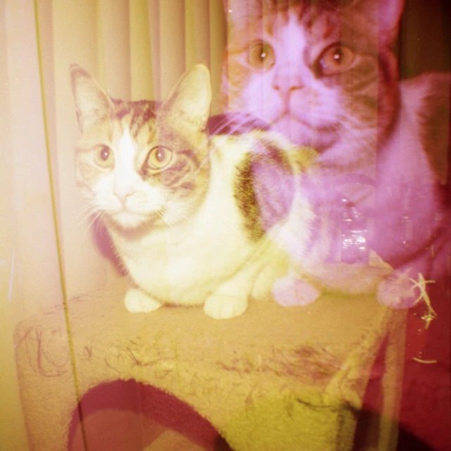 a cat sitting next to another cat, with a blurry reflection on them