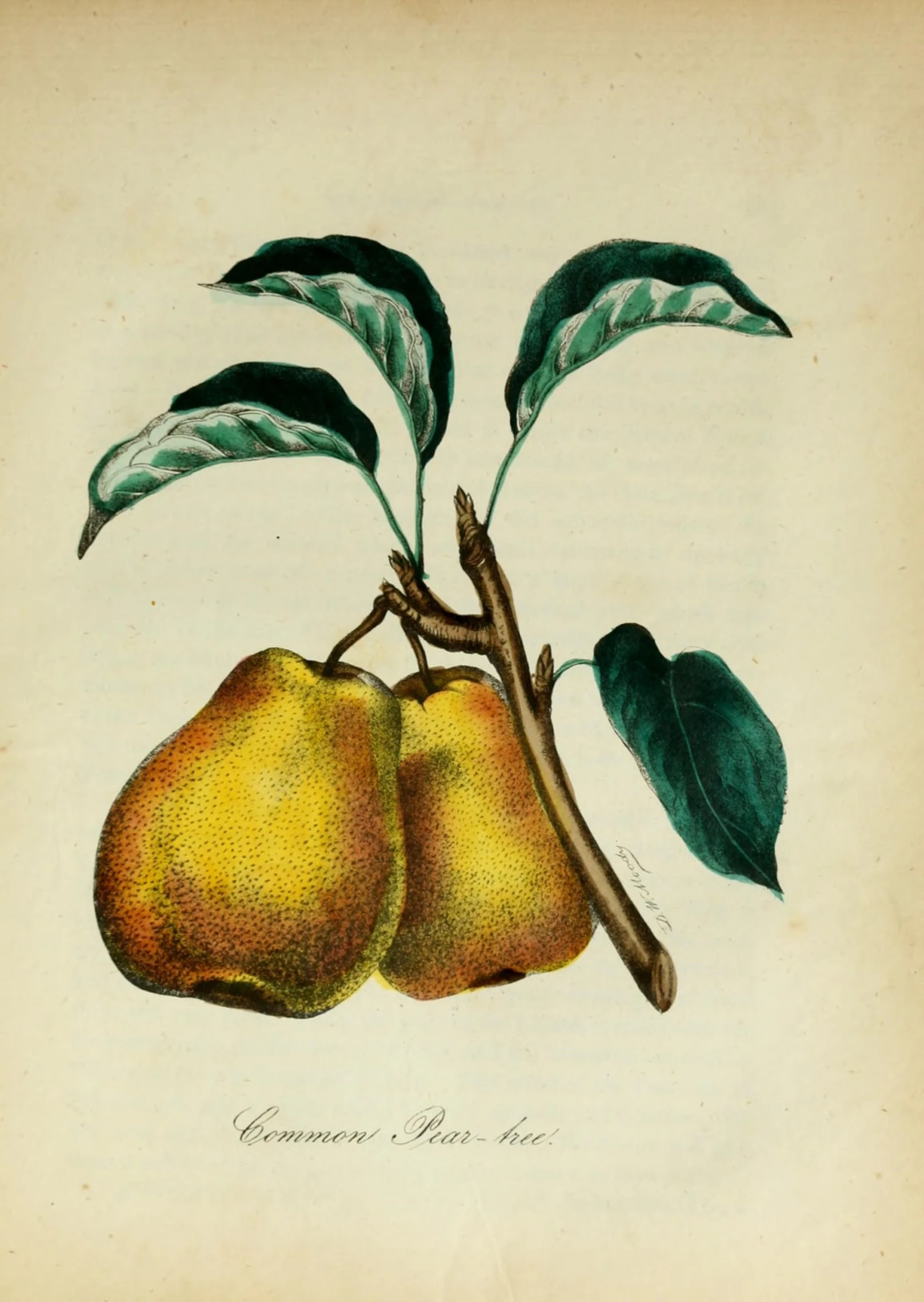 a yellow apple and green leaves on a nch