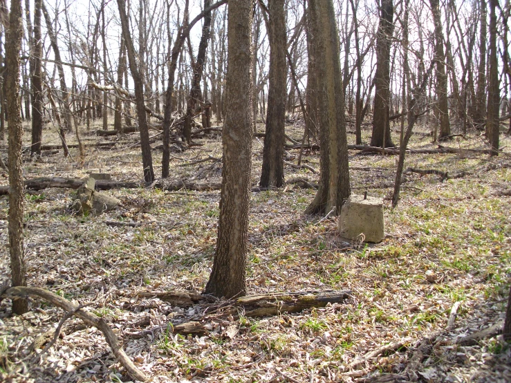 a wooded area with small rocks and trees