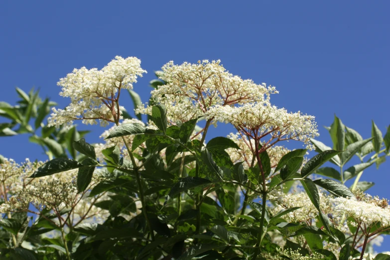 flowers are in bloom on a sunny day