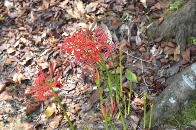 red flowers blooming in a dry woodland environment