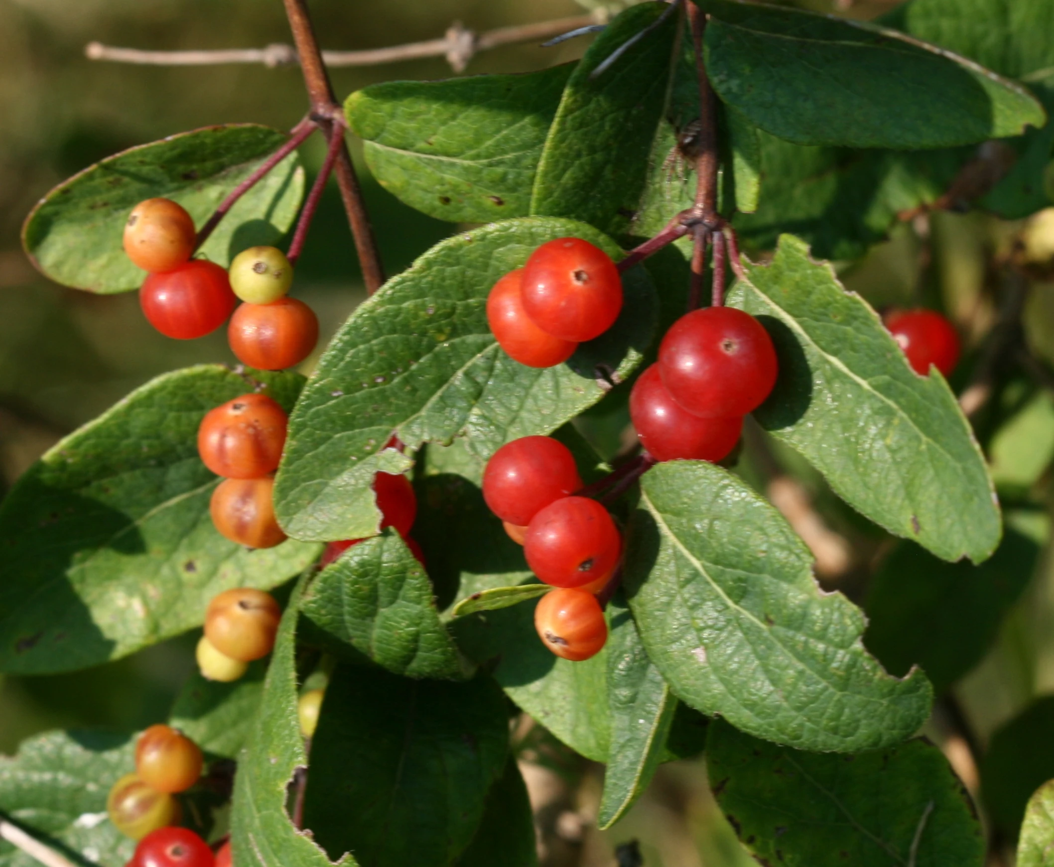 berries on a bush with leaves and green