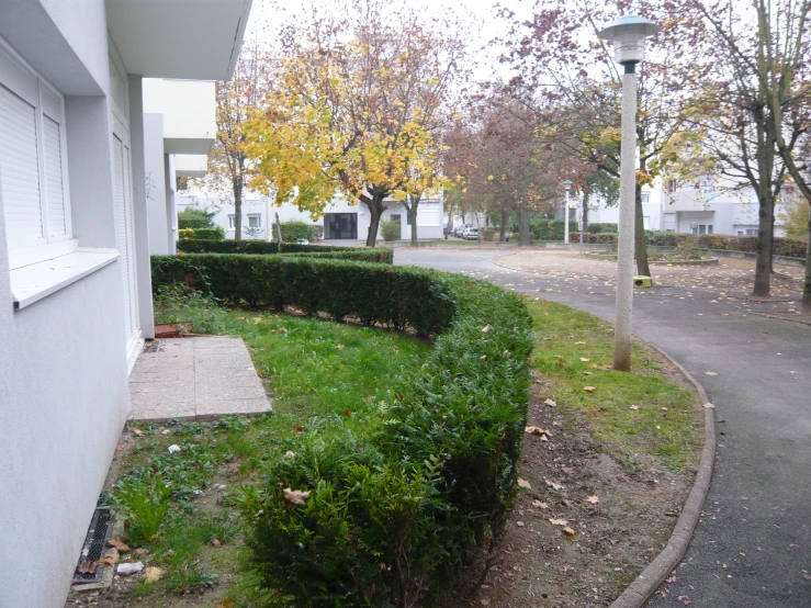 a corner of green shrubs and a tree line sidewalk