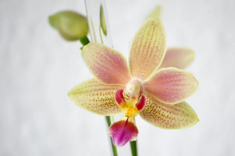 a yellow orchid with pink flowers blooming inside