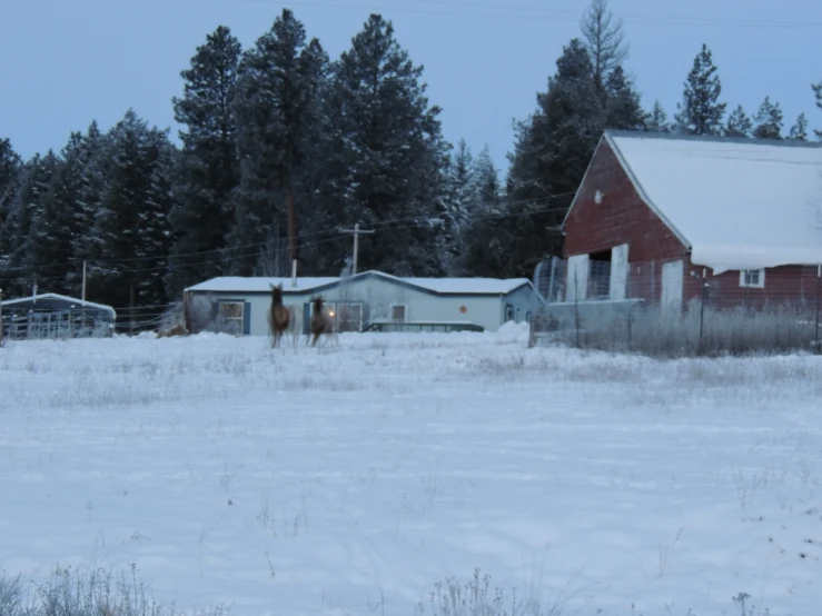 a red barn with some horses outside in the snow