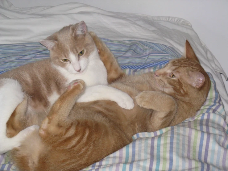 the kitten is playing with a cat on the bed