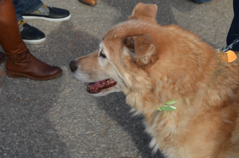 an orange dog standing next to other people