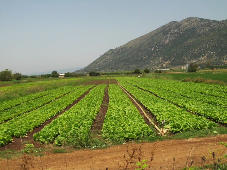 large green plants grow in rows on a dirt road