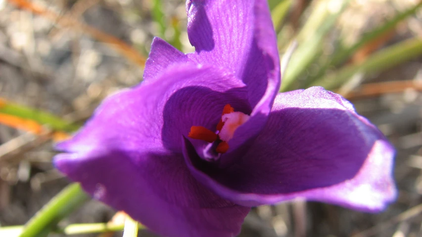 a purple flower that has just opened up in the sun