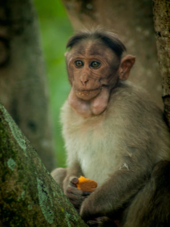 a monkey that is sitting in the trees