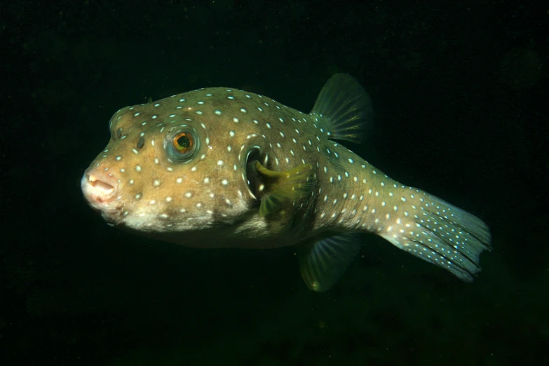 a pufferfish in the deep water looking out at the camera