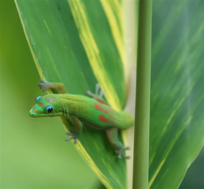 the green lizard is sitting on the plant