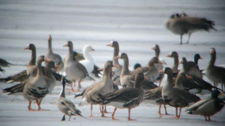 a large group of ducks that are standing in the snow
