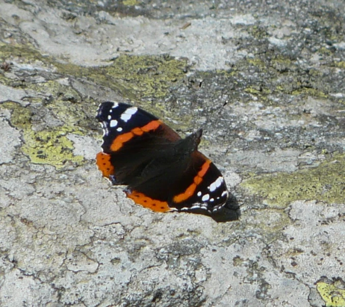 an orange and white erfly is sitting on the rocks