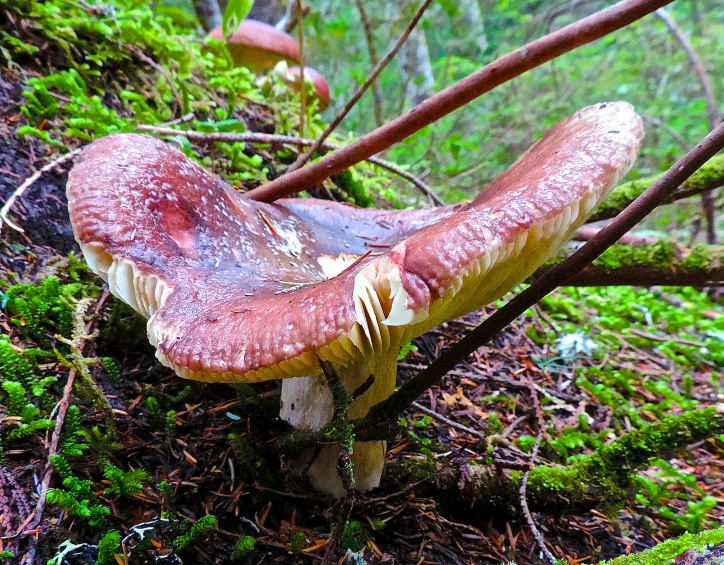 several very big mushrooms by some trees and bushes