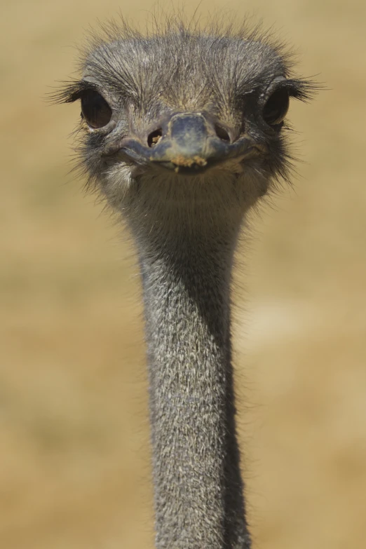 a close up po of an ostrich's head