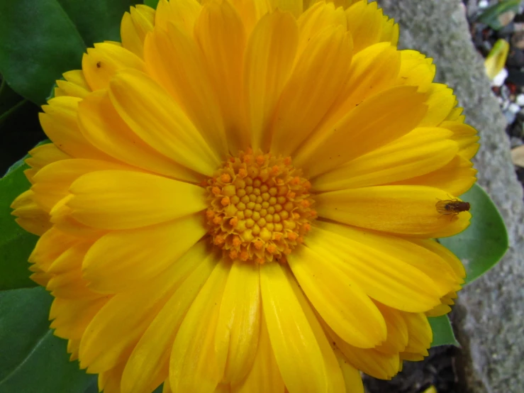 a yellow flower with a leafy background