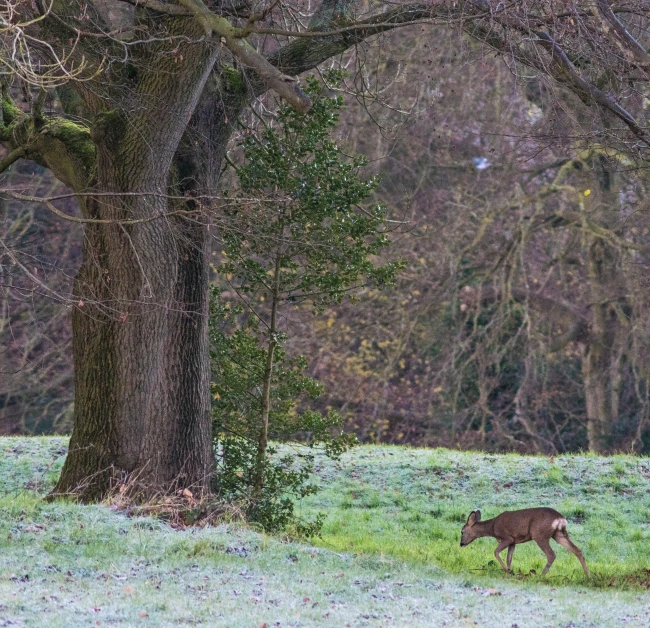 a deer walking in the grass near some trees