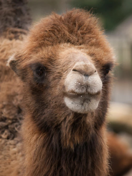 the camel is very young and ready to be fed