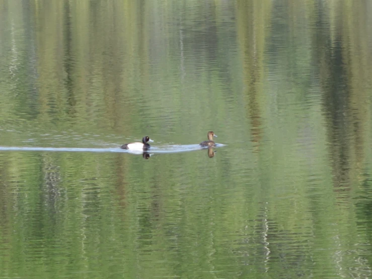 two geese swim along in a calm body of water