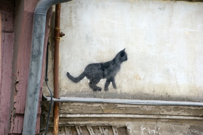 a cat is walking past a cement wall