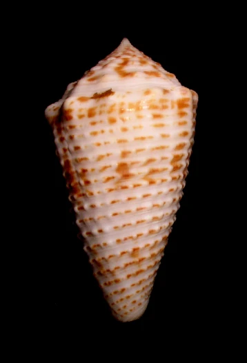 a large white sea shell is hanging in a dark room
