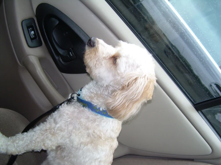 a small dog hanging its head out the window of a car