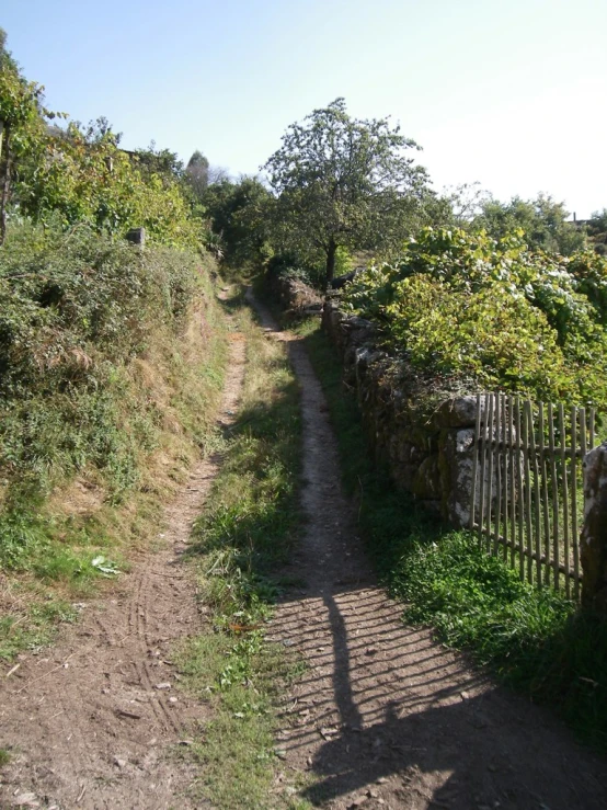 a dirt pathway is surrounded by trees and brush