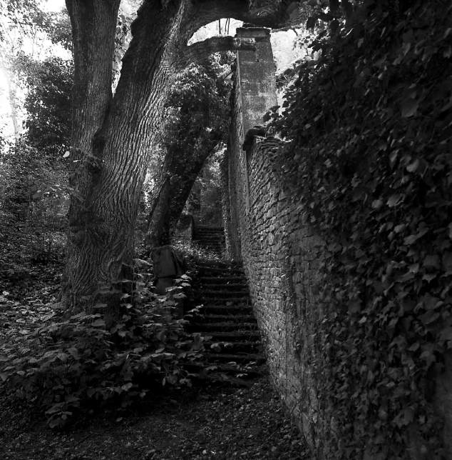 a person walking up some stairs between two trees