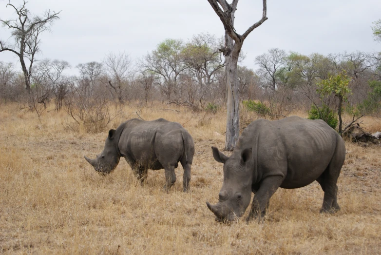 two rhinos grazing and one is eating grass