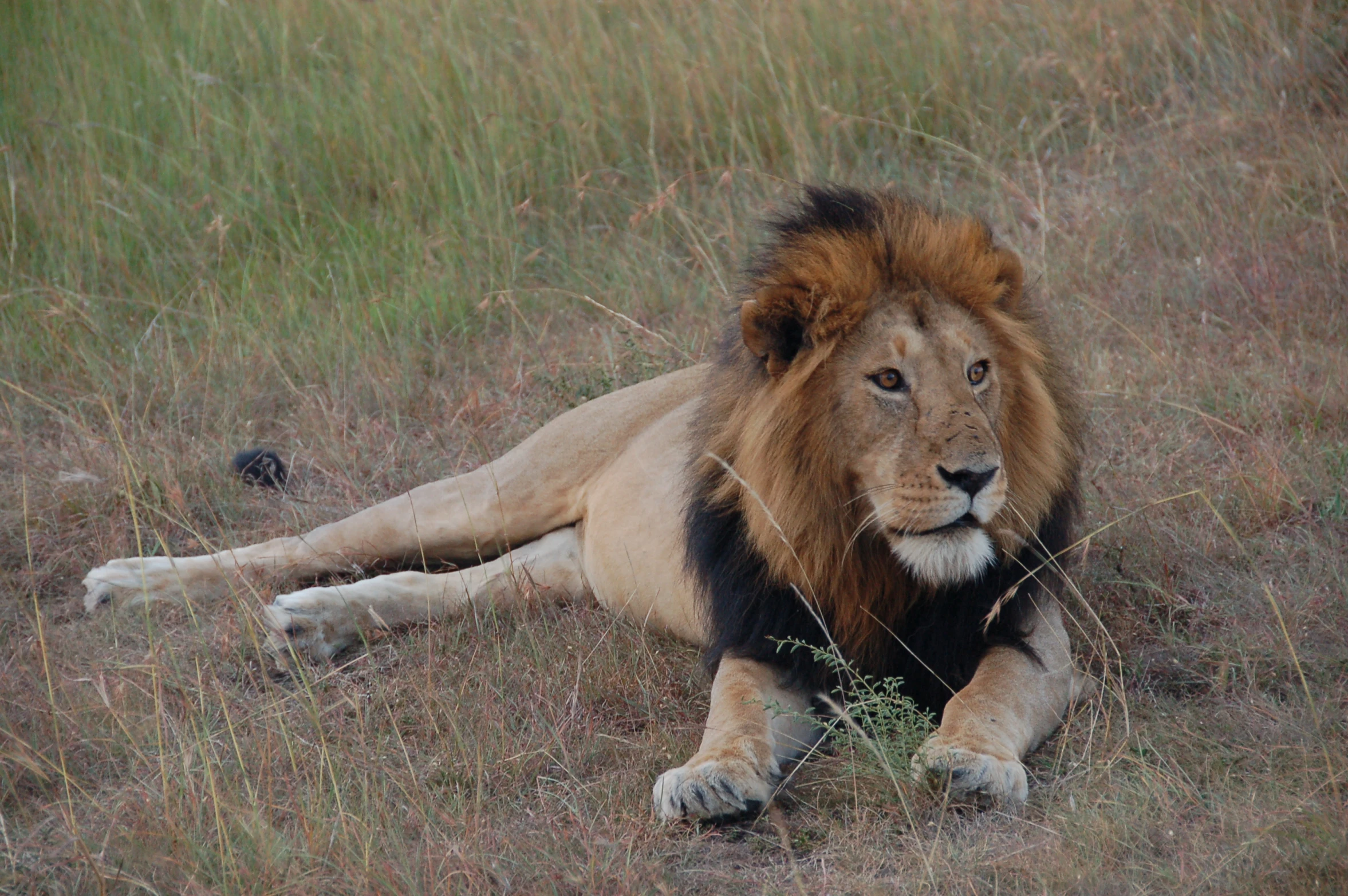 lion lying down in a dry grassy area