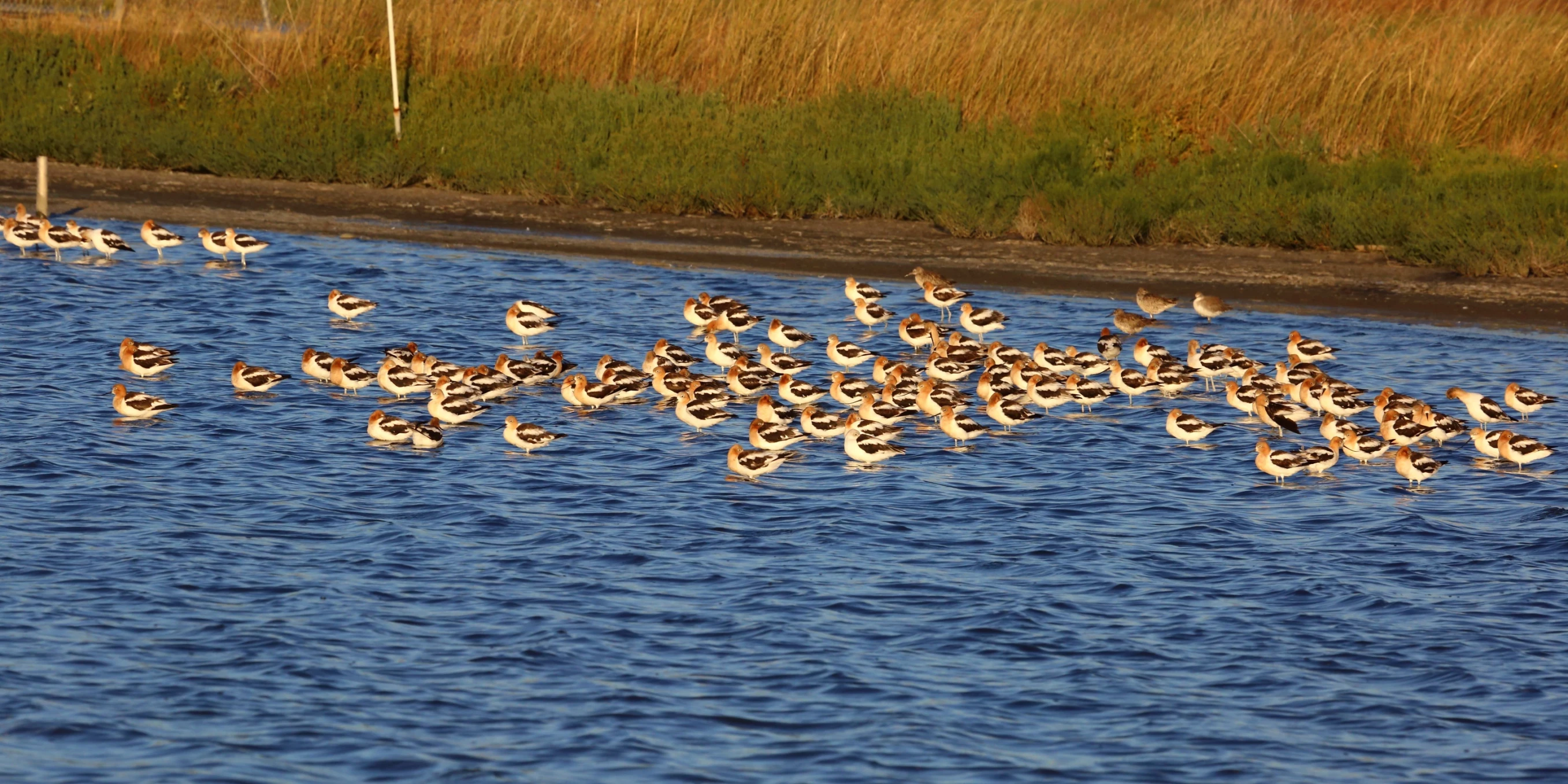 ducks are floating on the water near a marsh