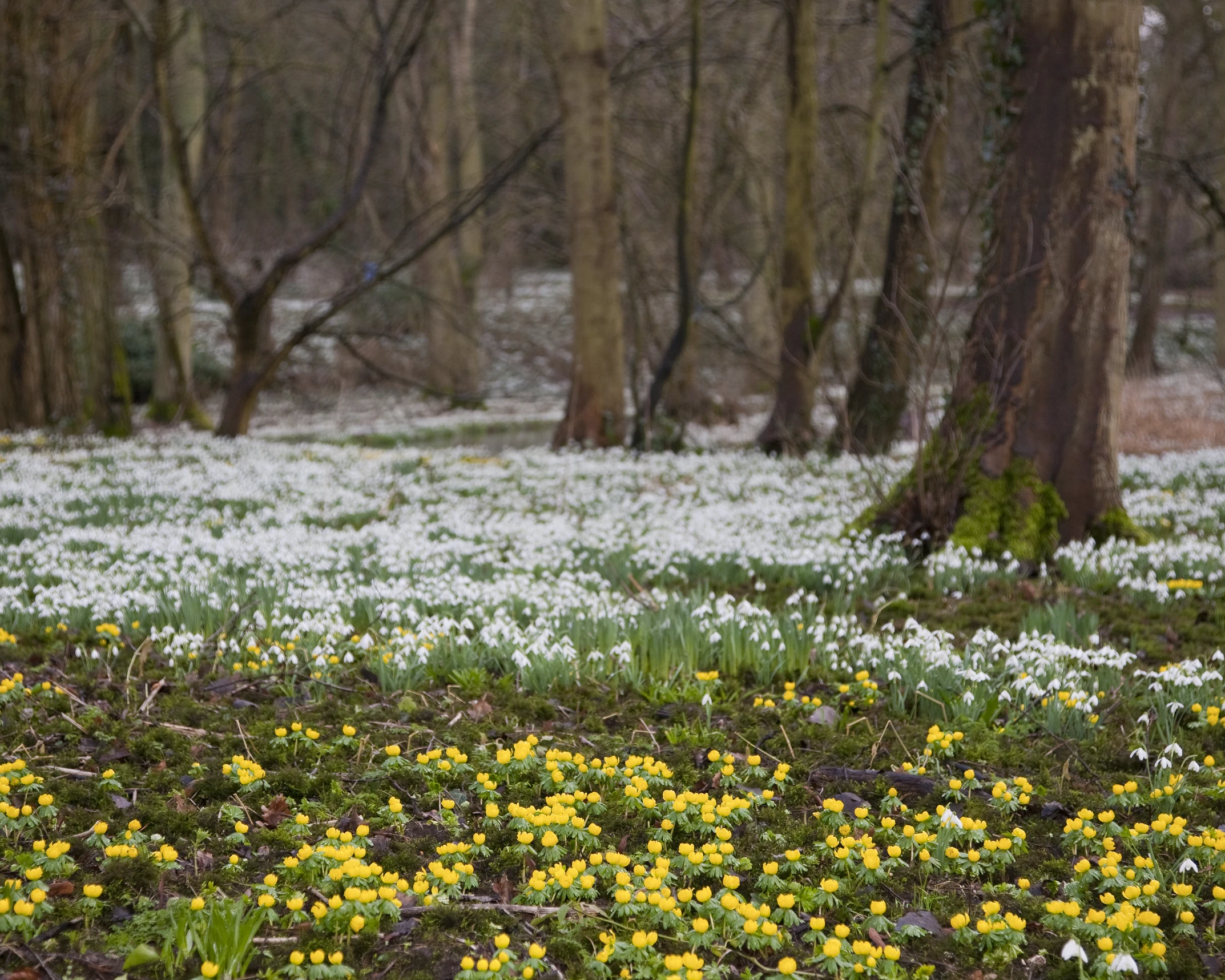 a bed of snow covered flowers and trees