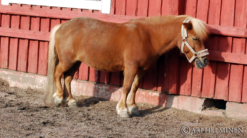 there is a horse that stands next to the building