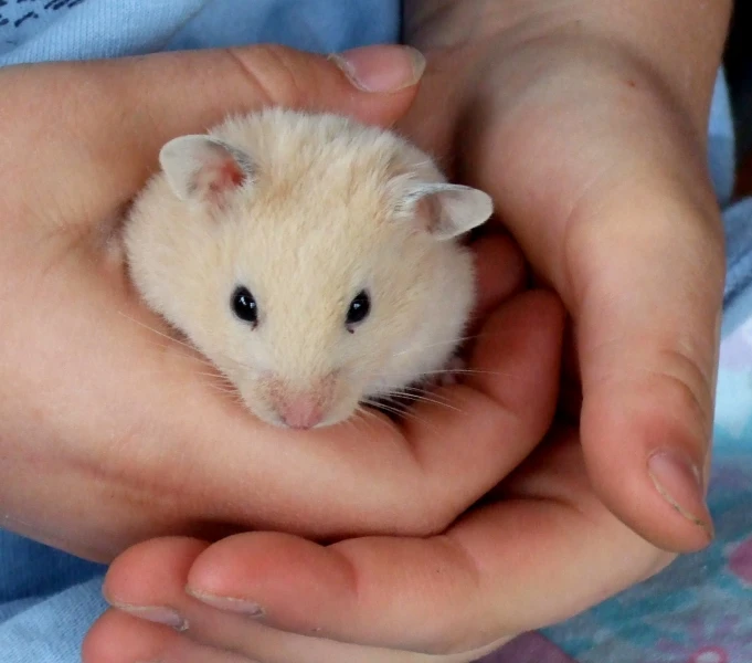 a hand that is holding a small mouse