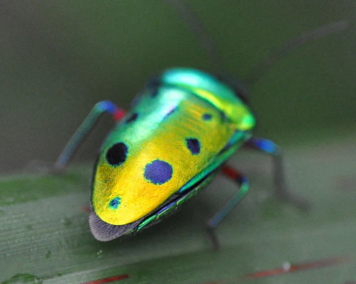 colorful insect on green surface with red and blue stripes