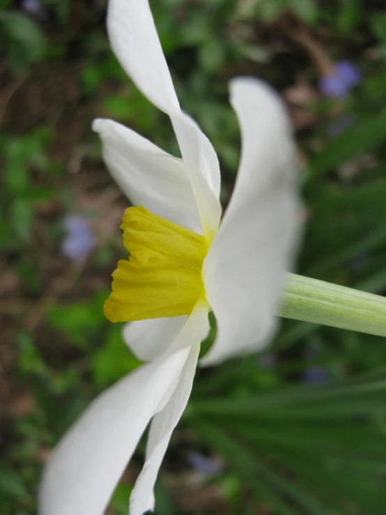 a white and yellow flower is standing out from the crowd