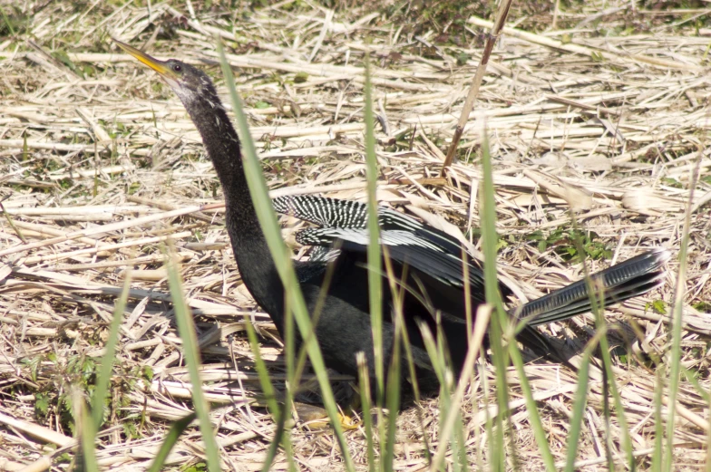 a close up of two birds in the grass