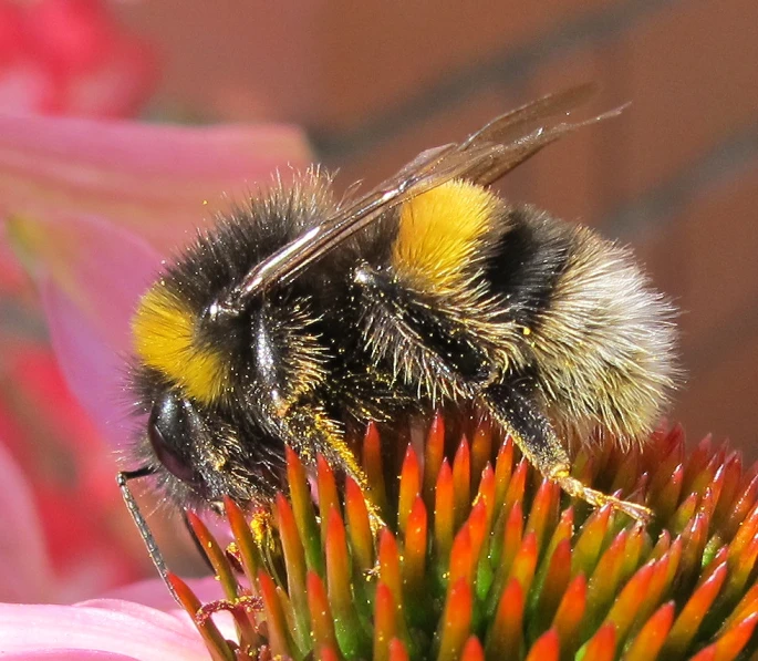 the bum is resting on the nectar flower