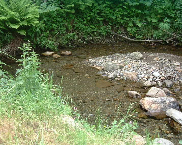 small stream that runs through the woods surrounded by trees