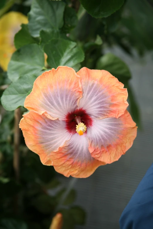 an orange flower with red stamen on the center and the center flower, surrounded by green leaves