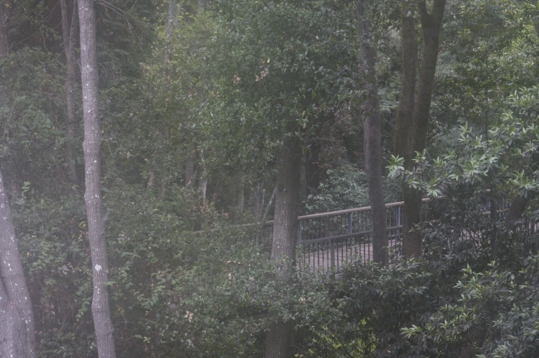 the umbrella has been pulled up to protect the forest from the heavy rain